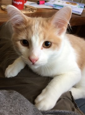 b3429cbd-c26e-45ed-bc8b-30dafb288b50