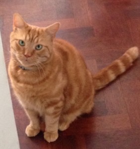 Cat care in Brighton